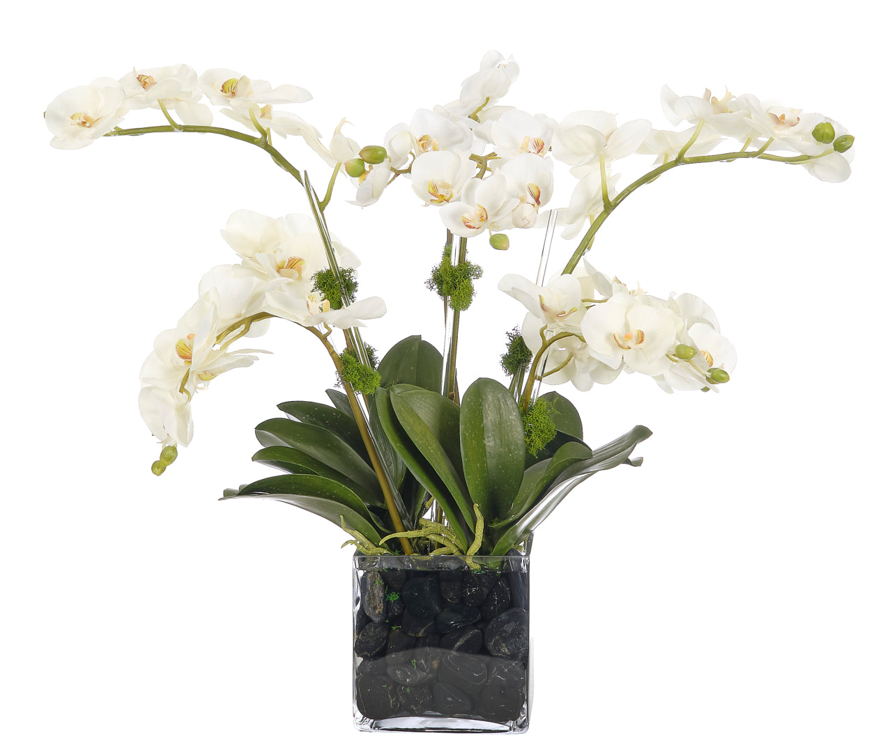 NDI White Orchid